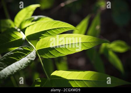 green leaves in the morning sunlight Stock Photo