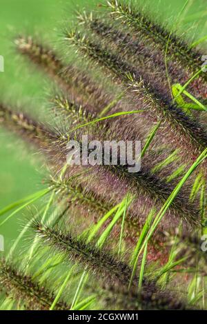 Black Fountain Grass Pennisetum alopecuroides 'Moudry' Stock Photo