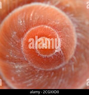Shell of a sea snail in close-up Stock Photo