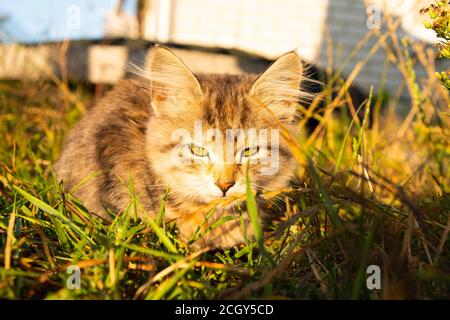 small tabby gray kitten basking in the sun close-up. Stock Photo