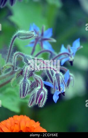 Blue Edible Herb Borage (Borago officinalis) Flowers grown in a border at RHS Garden Harlow Carr, Harrogate, Yorkshire, England, UK. Stock Photo