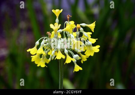 Pale Yellow Primula 'Florindae' (Tibetan cowslip) Flowers grown in a border at RHS Garden Harlow Carr, Harrogate, Yorkshire, England, UK. Stock Photo