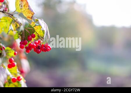 Viburnum berries and leaves in summer outdoors in the garden. A bunch of red viburnum berries on a branch. High quality photo Stock Photo