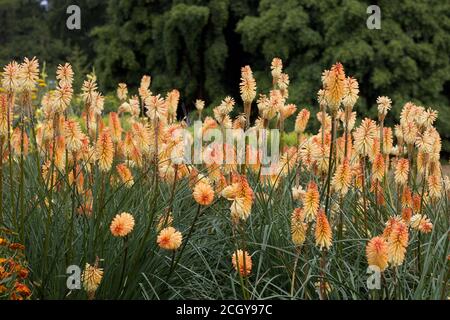 Flowerbed of pale orange red hot pokers or kniphofia in garden Stock Photo