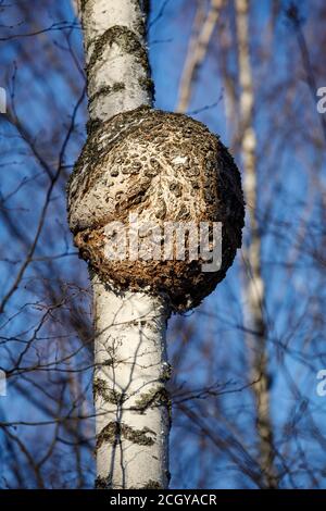 Closeup of a large round burl growing on European birch tree trunk , Finland Stock Photo