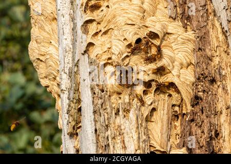 European hornet or giant hornet nest in hollow tree with multiple large killer hornets flying and crawling on top of the nest wide shot Stock Photo