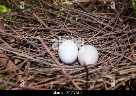 A wood-pigeon nest with two white eggs Stock Photo