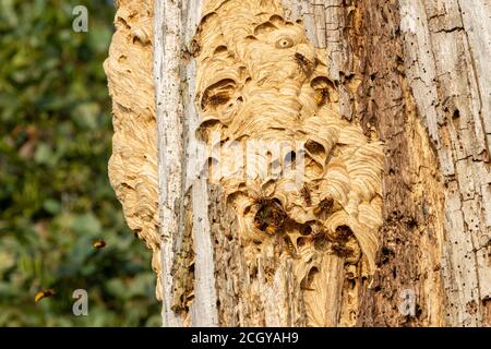 European hornet or giant hornet nest in hollow tree with multiple large killer hornets flying and crawling on top of the nest wide shot Stock Photo