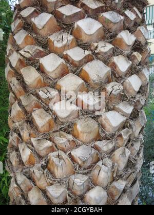 Closeup of trimmed branch end on old palm tree Stock Photo