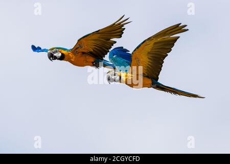 Blue-and-yellow Macaw flying in the forest Stock Photo