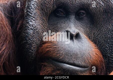 Portrait of orang-utan in a dark atmosphere Stock Photo