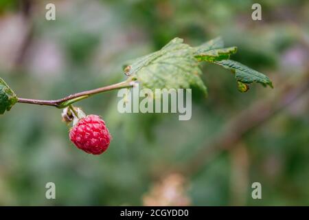 Stock photo of a close up of a isolated wild berry on a tree. Selective focus Stock Photo