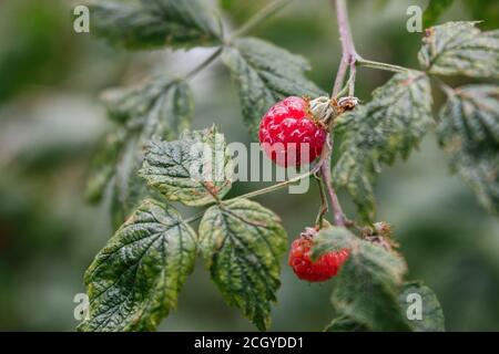 Stock photo of two wild raspberries on a branch Stock Photo
