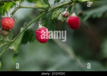 Stock photo of red wild raspberries in its environment. Selective focus Stock Photo