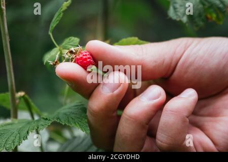 Stock photo of a hand picking wild raspberries in the garden
