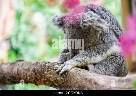 Koala sleeping in a colorful atmosphere Stock Photo