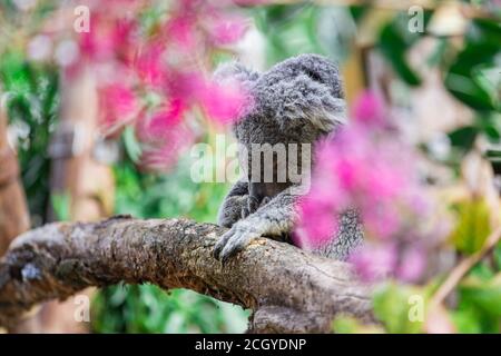 Koala sleeping in a colorful atmosphere Stock Photo