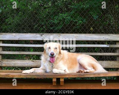 Gracie the Golden Retriever sitting pretty on a wooden bench in the shade and takes a break from playing with other dogs at the dog park Stock Photo