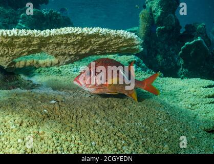 Sabre squirrelfish, Sargocentron spiniferum, with cleaner wrasse, Ari Atoll, Maldives, Indian Ocean Stock Photo