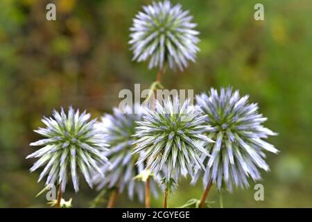 Round flowers of a thistle Stock Photo