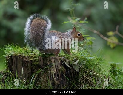 Grey Squirrel, Sciurus carolinensis, on tree stump in Stanley Park, Blackpool, UK Stock Photo