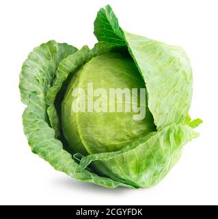Head Green Cabbage Isolated On White Background Stock Photo