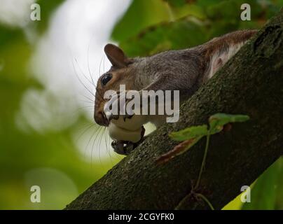 Grey Squirrel, Sciurus carolinensis, on tree eating chestnut in Stanley Park, Blackpool, UK Stock Photo