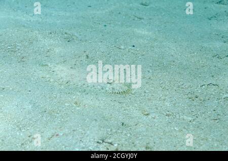 Leopard Flounder, Bothus pantherinus, perfectly disguised on sandy seabed in Bathala, Ari Atol, Maldives, Indian Ocean Stock Photo