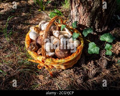 Basket with porcini mushrooms stands on the forest floor Stock Photo