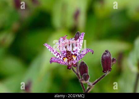 Tricyrtis formasana Dark beauty  Toad lily flower and buds Stock Photo