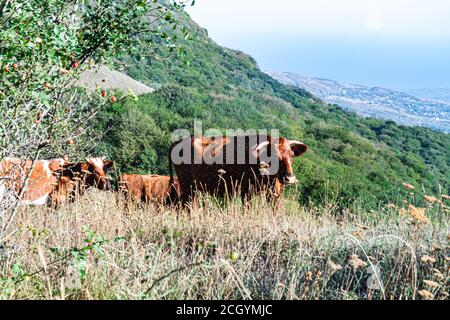 Cows graze in a meadow in the mountains near the forest Stock Photo