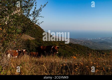 Cows graze in a meadow in the mountains near the forest Stock Photo