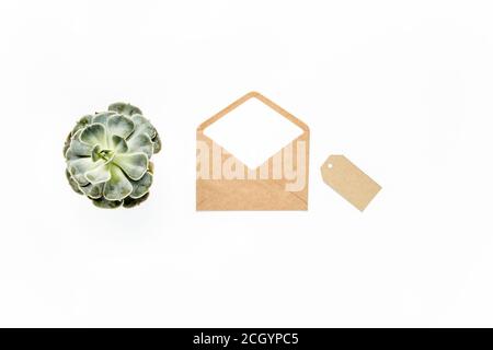 green succulent, brown envelope, leaves isolated on white background. flat lay, overhead view Stock Photo