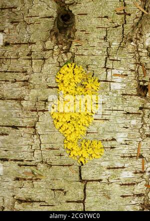 Yellow fungus growing on a rotten Silver birch log. Stock Photo