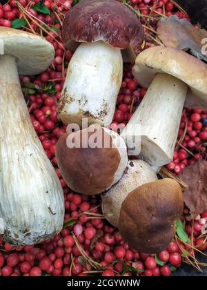 mushroom hog berry cranberry forest White mushroom collected in the forest with cranberries Stock Photo
