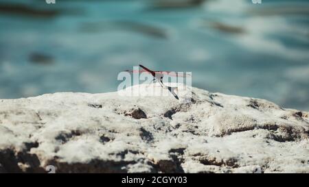Dragonfly perched on rock next to a reservoir Stock Photo