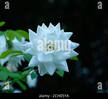 Iceberg rose - romantic beautiful pure snow white rose blooming - real white rose close up Stock Photo