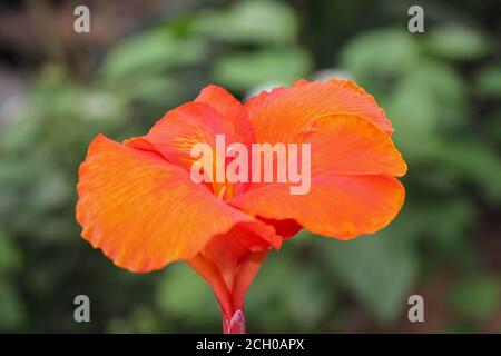 red Canna flowers background asia flower image Stock Photo