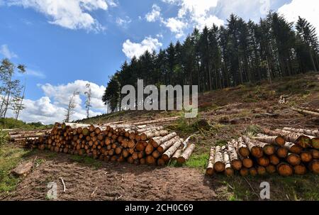 Pile of firewood in front a forest of fir trees in Saint-Agnan, protected area of the Parc naturel régional du Morvan, Nièvre, FRANCE. Stock Photo