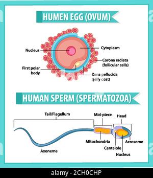 Structure of human sperm (spermatozoa) illustration Stock Vector Image ...