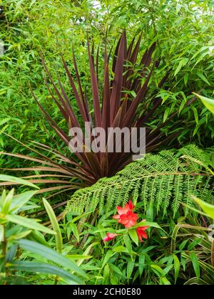 Cordyline australis 'Red Star' in a foliage combination with the leaves of black bamboo, Phyllostachys nigra in a Devon, UK garden Stock Photo
