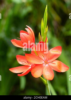 Red flower of the hardy perennial flag lily, Hesperantha coccinea 'Major' Stock Photo