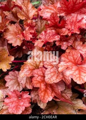 Red veined foliage of the hardy perennial evergreen ground cover, Heuchera 'Peach Flambe' Stock Photo