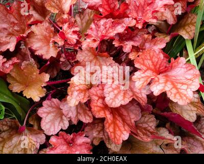 Red veined foliage of the hardy perennial evergreen ground cover, Heuchera 'Peach Flambe' Stock Photo