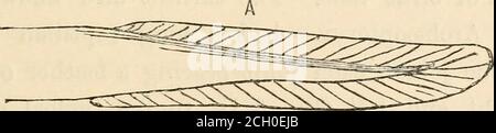 . Evolution and its relation to religious thought . Fig. 60.—Heterocercal or vertcbrated tail-fin. a, form ; b, structure. PROOFS FROM EMBRYOLOGY. 155 (Fig. 59, b) ; in the latter the backbone runs throughthe fin to its very point, growing slenderer by degrees,and giving off rays above and below from each joint,but the rays on the lower side are much longer (Fig. 60,b). This style of fin is, therefore, vertehrated, the othernon-vertebrated. Figs. 59 and 60 show these two stylesin form and structure. But there is still another stylefound only in the lowest and most generalized forms offishes. I Stock Photo