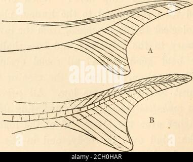. Evolution and its relation to religious thought . Fig. 59.—Horaocercal tail-fin.A, form ; b, structuie.. Fig. 60.—Heterocercal or vertcbrated tail-fin. a, form ; b, structure. PROOFS FROM EMBRYOLOGY. 155 (Fig. 59, b) ; in the latter the backbone runs throughthe fin to its very point, growing slenderer by degrees,and giving off rays above and below from each joint,but the rays on the lower side are much longer (Fig. 60,b). This style of fin is, therefore, vertehrated, the othernon-vertebrated. Figs. 59 and 60 show these two stylesin form and structure. But there is still another stylefound on Stock Photo