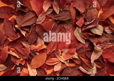 autumn leaves background, top view close up Stock Photo