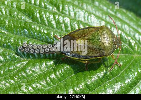 Gorse Shield Bug (Piezodorus lituratus) female egg laying Stock Photo