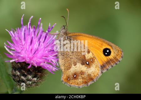 Gatekeeper Pyronia tithonus Stock Photo