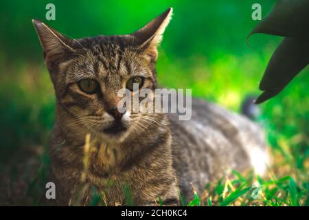 The cat is resting in the thickets, the bitten ear Stock Photo